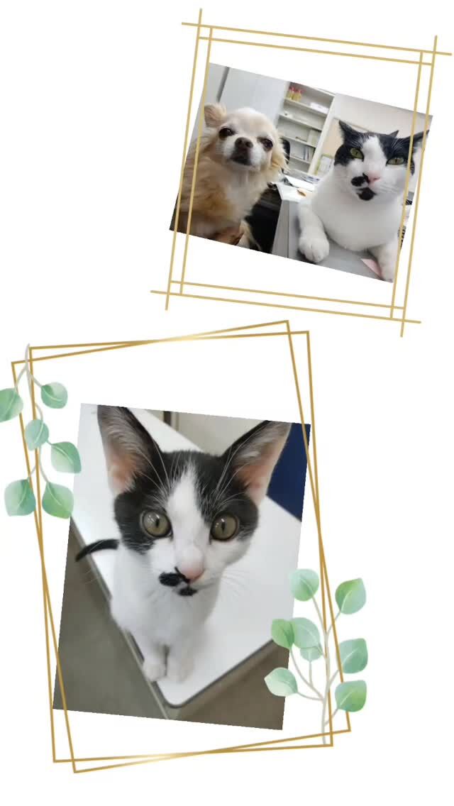 かいちゃんが海洋開発に来て2年になりました！
あんなに小さかったかいちゃんが、今ではべにちゃんを超える大きさに🥰
これからも長生きしてね🥳
いつも癒やしを有難う🥰  #猫スタグラム #ねこ #ねこのいる生活 #会社猫 #ねこすきさんと繋がりたい #潜水士 #海が好き #潜水士の仕事 #下関 #船舶作業 #山口県 #猫といぬの暮らし #建設業 #建設会社 #猫写真 #猫部 #誕生日
#海洋開発#求人#求人募集#海上作業#猫#港湾工事 #港湾土木 #潜水作業#施工管理#職人#作業員#船舶作業員#未経験歓迎