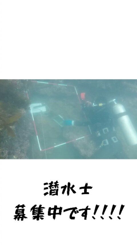 今週は潜水士による漁礁の海底調査動画！！  海の底には、魚のすみか「漁礁」があります。🏠🐟
魚たちが集まり、隠れ、産卵する場所。  漁礁は、海の生態系を整え、漁業や海の環境を守るために作られています。  漁礁での海底調査とは？  漁礁周辺の海底環境や魚の生息状況を確認する調査のことです。潜水士が水中カメラや測量機器を使い  ・漁礁の設置位置の確認
・沈下や傾きの有無
・魚の集まり具合
・海底の地形や堆積状況
を調査します。  「海の底に沈む漁礁。その周りでは、魚たちが集い、命が育つ。私たちは、その環境を守るため、今日も潜ります。」  現在海洋開発では、一緒に働く仲間を募集中👷⛑️
少しでも興味を持った方は気軽にDM下さい📩！！  #海洋開発株式会社 #潜水士の仕事 #小型船 #現場主義 #港湾作業#建設業 #建設会社 #土木工事 #施工管理 #職人 #作業員 #重機#海洋 #船舶作業 #潜水士 #ダイバー #海が好き #下関 #未経験歓迎#インフラを支える仕事 #採用情報あり #海を守るヒーロー#海が好き＃山口県＃クレーンオペ＃船員＃土木男子 #現場仕事＃施工スタッフ募集 #現場デビュー#漁礁