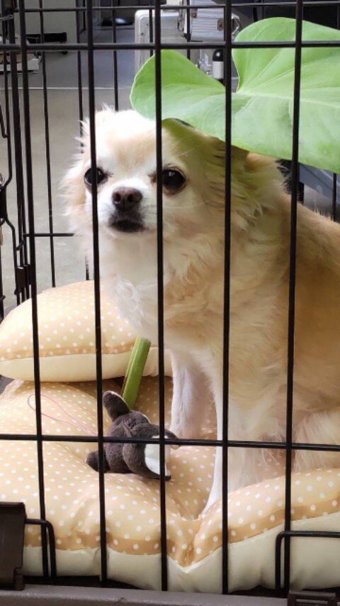 今週は可愛い2匹の姿をお届けします🐶😻　  会社にペットがいると癒やされます⛑️💕💕  　　　　　　　　　　　　　　　　　　　　　　　　　　　　　
現在海洋開発では、一緒に働く仲間を募集中👷⛑️  少しでも興味を持った方は気軽にDM下さい📩！！　　
　　　　　　　　　　　
#海洋開発株式会社 #潜水士の仕事 #猫#現場主義 #港湾作業#建設業 #建設会社 #土木工事 #施工管理 #職人 #作業員 #重機#犬#ペットがいる会社 #潜水士 #ダイバー #海が好き #下関 #未経験歓迎#インフラを支える仕事 #採用情報あり #海を守るヒーロー#揚土作業＃山口県＃犬部＃猫部＃土木男子 #現場仕事＃施工スタッフ募集 #会社犬#会社猫