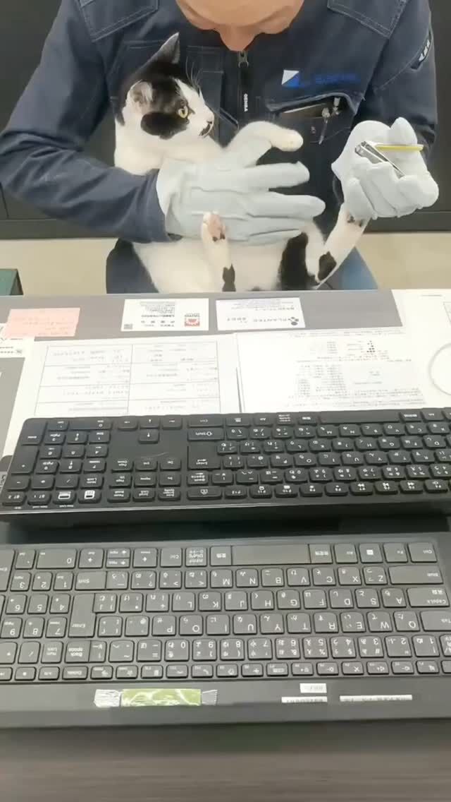 今週は、海ちゃんの爪を切っている様子をお届けします😺💕  かなり怖がる海ちゃん😿💧
最後までよく頑張りました！！👏👏  海とともに生きる仕事。
少しでも興味を持った方は気軽にDM下さい📩！  #海洋開発株式会社 
#下関 
#海を守るヒーロー 
#港湾 
#土木工事