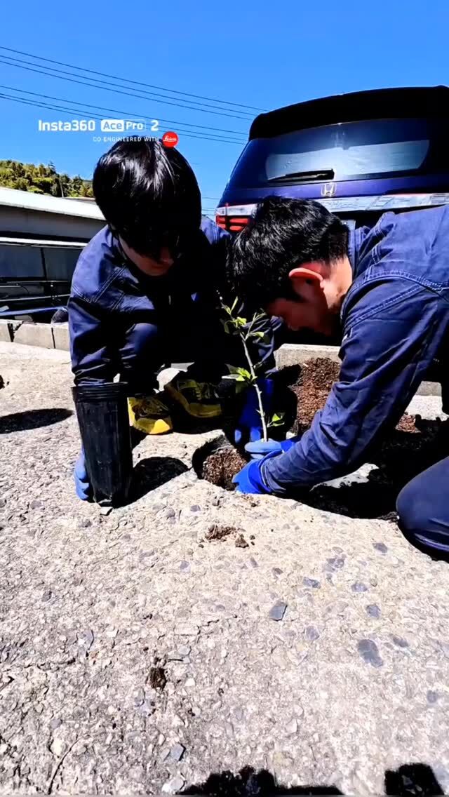 今回は桜の植樹の様子をお届けします🌸🌸  会社の景色に春の彩りが加わりました🙌✴✨  これからの成長が楽しみです🤭🌸  #桜 
#植樹
#海洋開発株式会社 
#海を守るヒーロー 
#建設業
